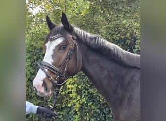 Weitere Warmblüter, Stute, 6 Jahre, 158 cm, Schwarzbrauner