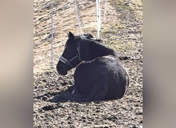 Weitere Warmblüter, Stute, 6 Jahre, 158 cm, Schwarzbrauner