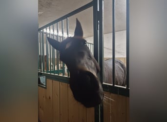 Weitere Warmblüter, Stute, 6 Jahre, 158 cm, Schwarzbrauner