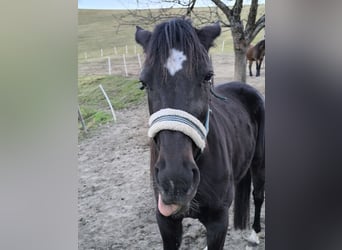 Weitere Warmblüter, Stute, 6 Jahre, 158 cm, Schwarzbrauner