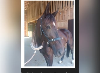 Weitere Warmblüter, Stute, 6 Jahre, 158 cm, Schwarzbrauner