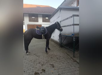Weitere Warmblüter, Stute, 6 Jahre, 158 cm, Schwarzbrauner