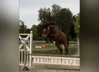 Weitere Warmblüter, Stute, 6 Jahre, 160 cm, Brauner
