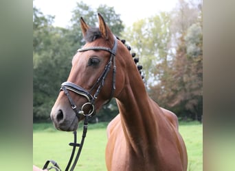 Weitere Warmblüter, Stute, 6 Jahre, 162 cm, Brauner