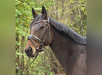 Weitere Warmblüter, Stute, 6 Jahre, 162 cm, Dunkelbrauner