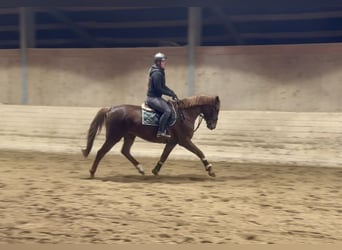 Weitere Warmblüter, Stute, 6 Jahre, 163 cm, Dunkelfuchs