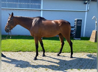 Weitere Warmblüter, Stute, 6 Jahre, 164 cm, Brauner