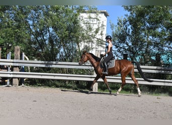 Weitere Warmblüter Mix, Stute, 6 Jahre, 165 cm, Brauner