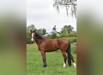 Weitere Warmblüter Mix, Stute, 6 Jahre, 165 cm, Brauner