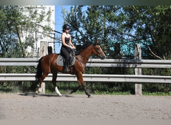 Weitere Warmblüter Mix, Stute, 6 Jahre, 165 cm, Brauner