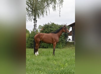 Weitere Warmblüter Mix, Stute, 6 Jahre, 165 cm, Brauner