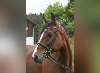 Weitere Warmblüter Mix, Stute, 6 Jahre, 165 cm, Brauner
