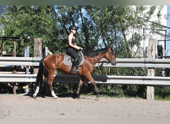 Weitere Warmblüter Mix, Stute, 6 Jahre, 165 cm, Brauner