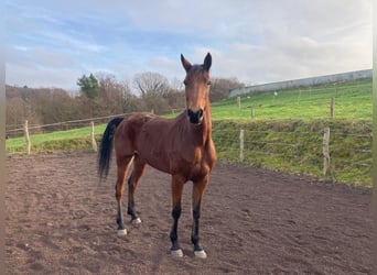 Weitere Warmblüter, Stute, 6 Jahre, 165 cm, Brauner