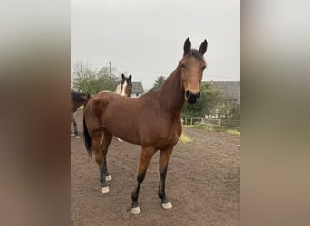 Weitere Warmblüter, Stute, 6 Jahre, 165 cm, Brauner