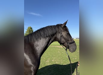 Weitere Warmblüter, Stute, 6 Jahre, 165 cm, Rappe