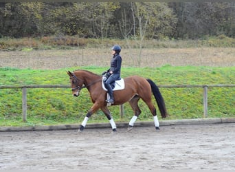 Weitere Warmblüter, Stute, 6 Jahre, 168 cm, Brauner