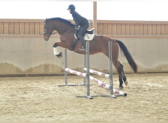 Weitere Warmblüter, Stute, 6 Jahre, 168 cm, Brauner