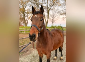 Weitere Warmblüter, Stute, 7 Jahre, 147 cm, Dunkelbrauner