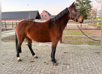 Weitere Warmblüter, Stute, 7 Jahre, 147 cm, Dunkelbrauner