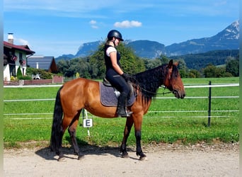 Weitere Warmblüter, Stute, 7 Jahre, 148 cm, Falbe