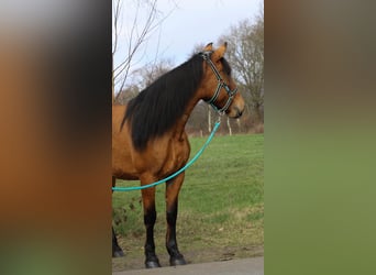 Weitere Warmblüter, Stute, 7 Jahre, 148 cm, Falbe