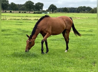 Weitere Warmblüter, Stute, 7 Jahre, 152 cm, Brauner
