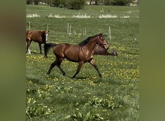 Weitere Warmblüter, Stute, 7 Jahre, 152 cm, Brauner