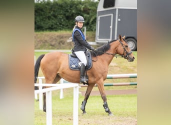 Weitere Warmblüter, Stute, 7 Jahre, 152 cm, Brauner