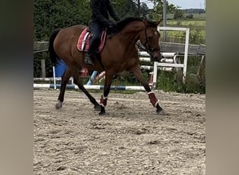 Weitere Warmblüter, Stute, 7 Jahre, 152 cm, Brauner