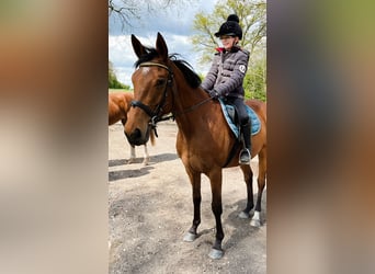 Weitere Warmblüter, Stute, 7 Jahre, 152 cm, Brauner