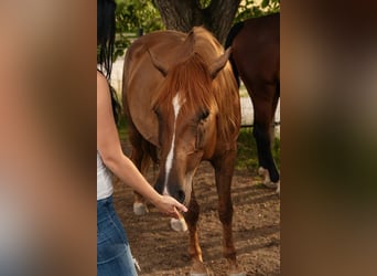 Weitere Warmblüter, Stute, 7 Jahre, 152 cm, Fuchs
