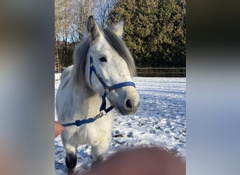Weitere Warmblüter Mix, Stute, 7 Jahre, 154 cm, Schimmel