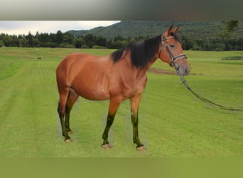 Weitere Warmblüter Mix, Stute, 7 Jahre, 155 cm, Rotbrauner