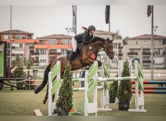 Weitere Warmblüter, Stute, 7 Jahre, 158 cm, Brauner