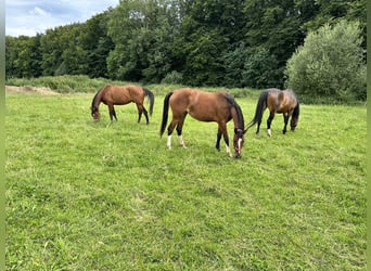 Weitere Warmblüter, Stute, 7 Jahre, 160 cm, Brauner