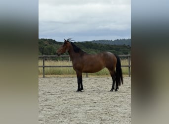 Weitere Warmblüter, Stute, 7 Jahre, 160 cm, Brauner