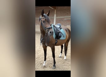 Weitere Warmblüter, Stute, 7 Jahre, 160 cm, Dunkelbrauner