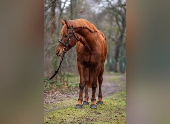 Weitere Warmblüter, Stute, 7 Jahre, 160 cm, Fuchs