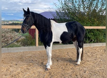 Weitere Warmblüter, Stute, 7 Jahre, 160 cm, Schecke