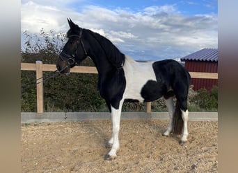 Weitere Warmblüter, Stute, 7 Jahre, 160 cm, Schecke