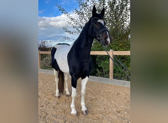 Weitere Warmblüter, Stute, 7 Jahre, 160 cm, Schecke