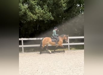 Weitere Warmblüter, Stute, 7 Jahre, 161 cm, Brauner