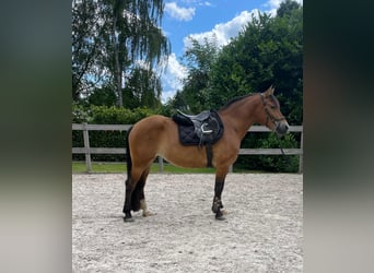 Weitere Warmblüter, Stute, 7 Jahre, 161 cm, Brauner