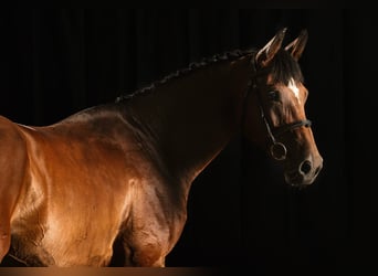 Weitere Warmblüter, Stute, 7 Jahre, 163 cm, Brauner