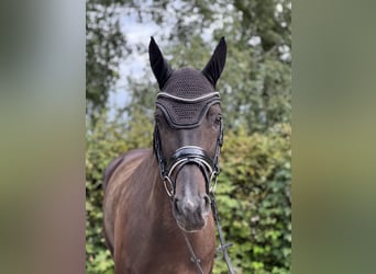 Weitere Warmblüter, Stute, 7 Jahre, 163 cm, Dunkelbrauner