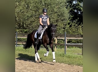 Weitere Warmblüter, Stute, 7 Jahre, 163 cm, Dunkelbrauner