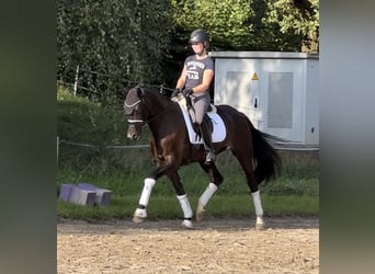 Weitere Warmblüter, Stute, 7 Jahre, 163 cm, Dunkelbrauner