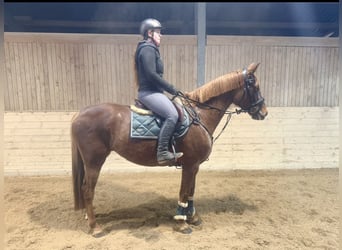 Weitere Warmblüter, Stute, 7 Jahre, 163 cm, Dunkelfuchs