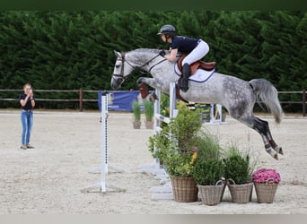 Weitere Warmblüter, Stute, 7 Jahre, 164 cm, Apfelschimmel